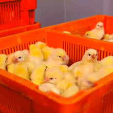 Load image into Gallery viewer, Plastic Chicks Boxes