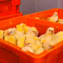 Load image into Gallery viewer, Plastic Chicks Boxes